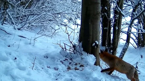 Fox looking for food 2 Video stock 153757530