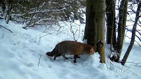 Fox looking for food 3 Video stock 153755487