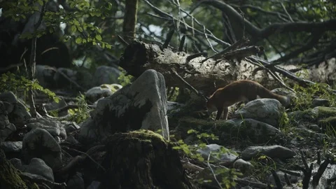 Fox is looking for food Stockbeeldmateriaal 92409786