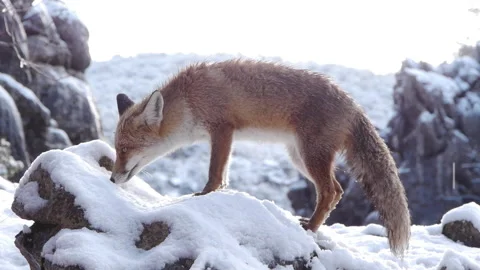 Fox looking for food Video stock 103056207