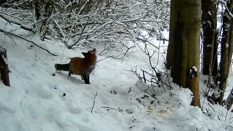 Fox looking for food Video stock 153758777
