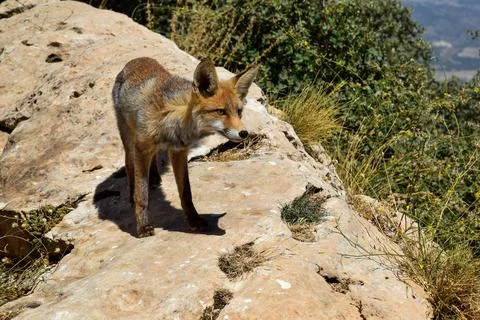 Fox looking at its prey, while it is on a rock in the mountain, facing the su Stock Photos
