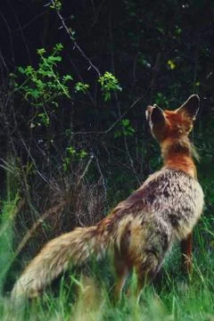 A fox looking up through the bushes Stock Photos