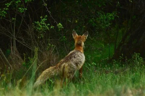 A fox looking up through the bushes Foto stock