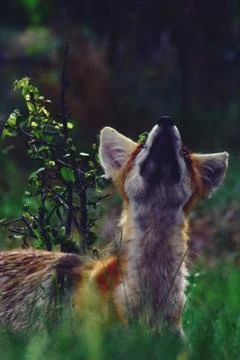 A fox looking up through the bushes Stock Photos