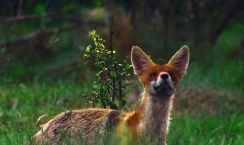 A fox looking up through the bushes Stock Photos