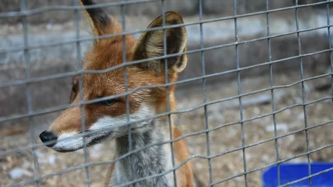 Fox looking through fence Video stock 114766340