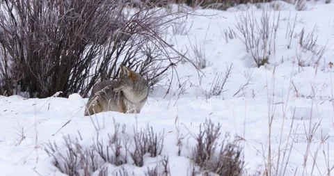 Fox Looks Around in the Cold Vídeo Stock 239973617