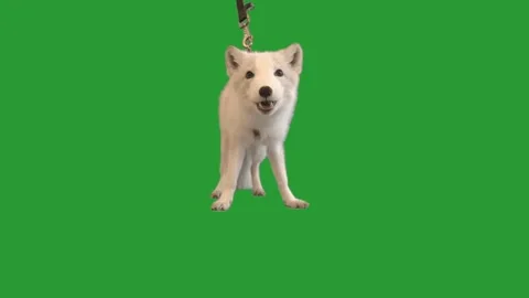 Fox looks on  green screen 스톡 동영상 94645600