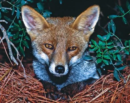 Fox looks Stock Photos