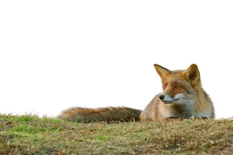 Fox lying down Stock Photos