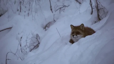 Fox lying in snow 2 Stock Footage 78163232