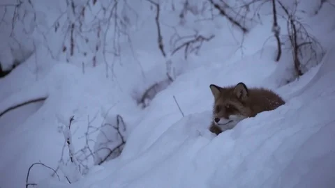 Fox lying in snow Vídeos de archivo 78163401