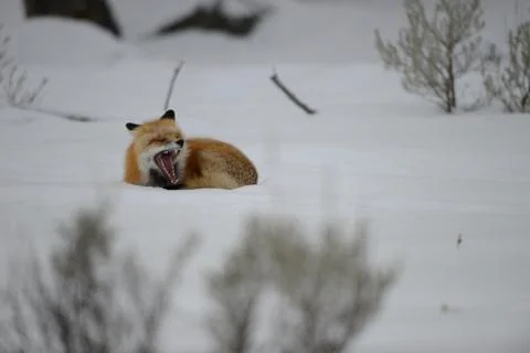 Fox lying in the snow Stock Photos