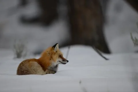 Fox lying in the snow Stock Photos