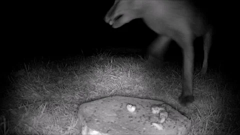 Fox with mange feeding at night - camera trap Stock Footage 128791051
