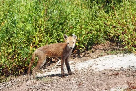 Fox with mange Stock Photos