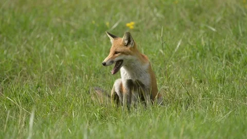 Fox in the meadow 2 库存影片 162739512