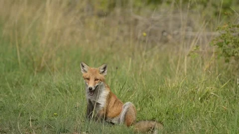 Fox in the meadow 3 库存影片 162739427