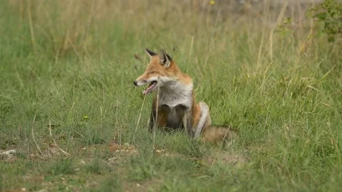 Fox in the meadow 4 库存影片 162739575