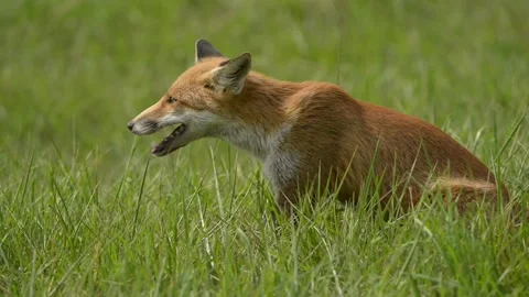Fox in the meadow 库存影片 162739563
