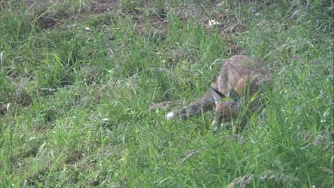 Fox on a meadow Stock Footage 220451707