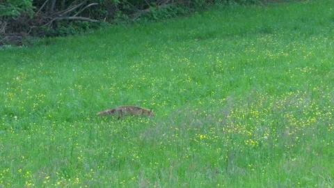 Fox on a meadow in spring Stock Footage 271557904