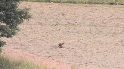 Fox on a meadow in summer Stock Footage 212935707