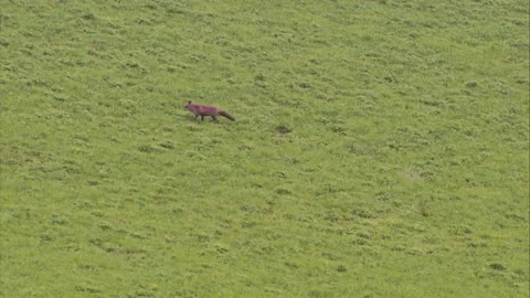 Fox on a meadow in summer Stock Footage 212937280