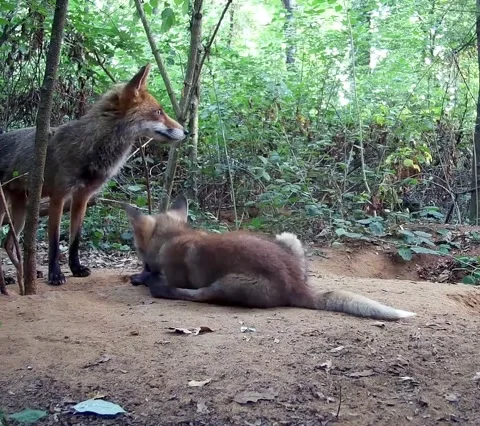 Fox mom meets a cub in the woods Stock Footage 200808841