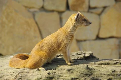 Fox Mongoose, Yellow Mongoose Foto stock