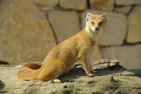 Fox Mongoose, Yellow Mongoose Stock Photos
