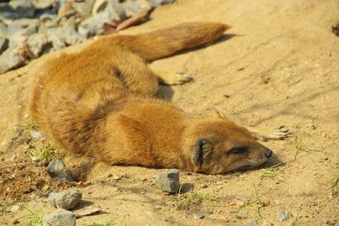 Fox Mongoose, Yellow Mongoose Foto stock