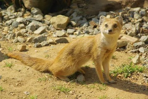 Fox Mongoose, Yellow Mongoose Stock Photos