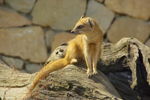 Fox Mongoose, Yellow Mongoose Foto stock