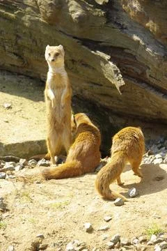 Fox Mongoose, Yellow Mongoose Stock Photos