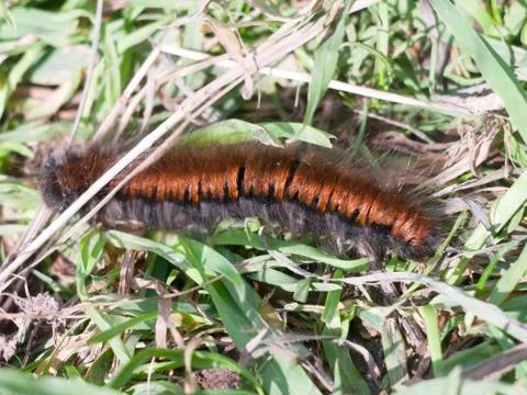 Fox moth caterpillar close up macro Macrothylacia rubi Stock Photos