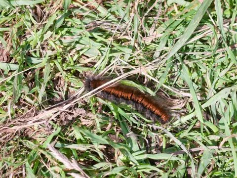 Fox moth caterpillar close up macro Macrothylacia rubi Stock Photos