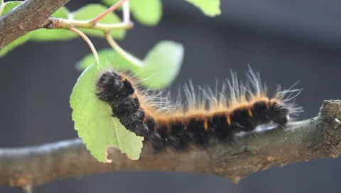 Fox Moth caterpillar, Macrothylacia rubi caterpillar 動画素材 8564676