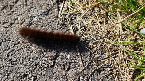 Fox moth caterpillar moving across rough asphalt during autumn Stock Photos