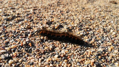 Fox Moth Caterpillar On Sand Stock Footage 162122575