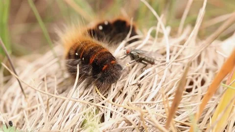 Fox moth caterpillar. Scientific name Macrothylacia rubi. Stock-Footage 193993074