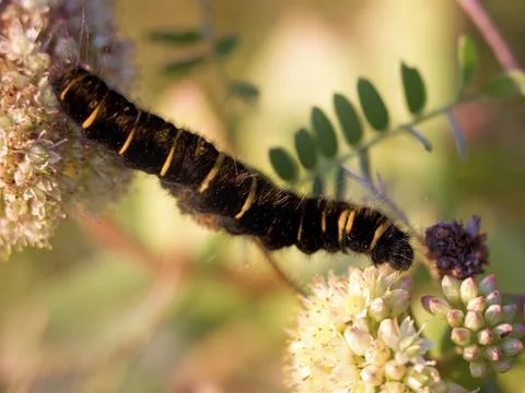 Fox Moth larvae Stock Photos