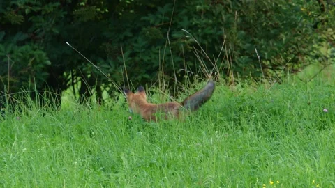 Fox Moving Attentively Through Tall Grass Stock Footage 313601893