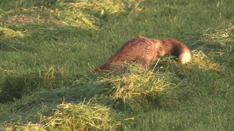 Fox on a mown meadow catching a mouse Stock Footage 276457553