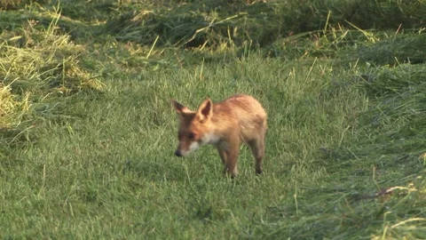 Fox on a mown meadow in summer Stock Footage 276457557