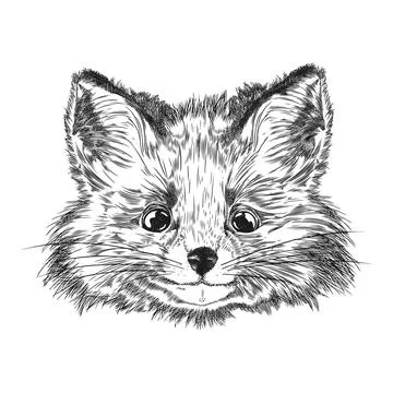 Fox muzzle hand drawn vector, black and white sketch drawing, cartoon fluffy Stock Illustration