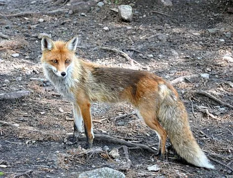 Fox in nature Stock Photos