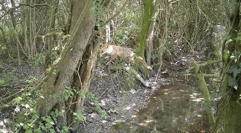Fox near forest stream Stock Photos