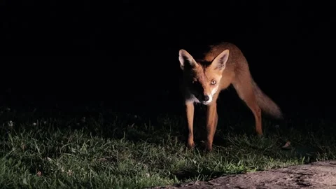 Fox at night in the countryside Vidéo 166929116